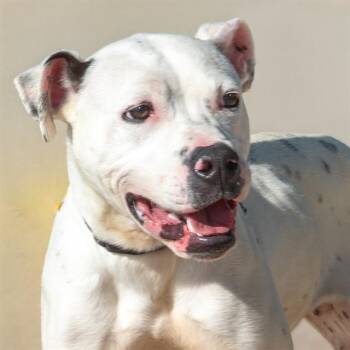 SANTIAGO -  Pit Bull Terrier and Mixed Breed Dog Available for Adoption in St. Louis, Missouri - SANTIAGO | PetCurious
