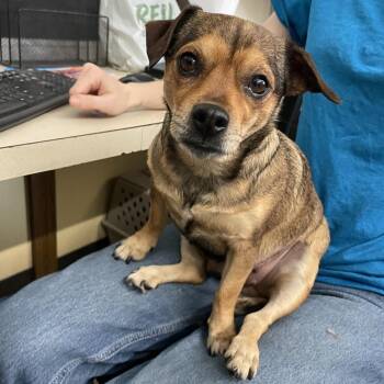 Pearl - Butler Campus! -  Chihuahua and Dachshund Dog for Adoption in Flagstaff, Arizona - Pearl - Butler Campus! | PetCurious