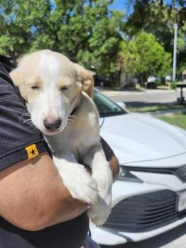 YOALI -  Labrador Retriever Dog for Adoption in San Antonio, Texas - YOALI | PetCurious