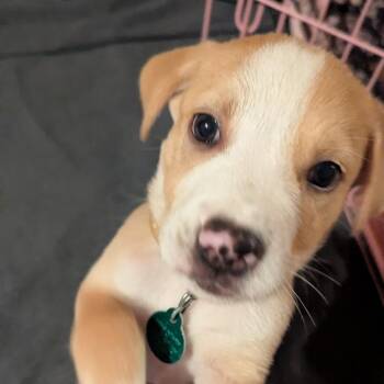 Ponyo -  Mixed Breed Dog for Adoption in Buffalo, Minnesota - Ponyo | PetCurious