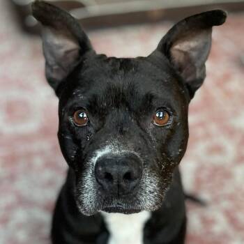 Rescue Pit Bull Terrier Dogs for Adoption in Harlingen, Texas - Ace | PetCurious