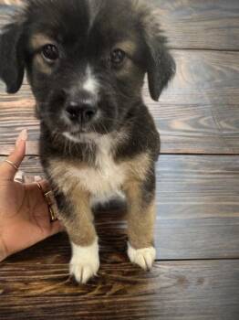 Magoo -  Cocker Spaniel Dog for Adoption in Sumter, South Carolina - Magoo | PetCurious