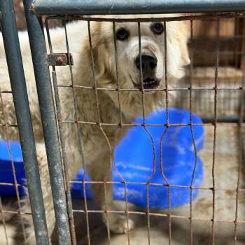 Sir Duke -  Great Pyrenees Dog for Adoption in Fort Smith, Arkansas - Sir Duke | PetCurious