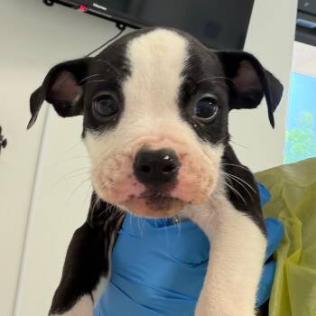 Victor -  Boxer and Mixed Breed Dog for Adoption in Nashville, Tennessee - Victor | PetCurious