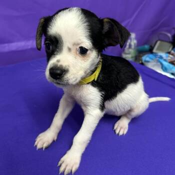 Angela -  Terrier and Mixed Breed Dog for Adoption in North Myrtle Beach, South Carolina - Angela | PetCurious