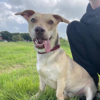 Rescue Terrier and Cardigan Welsh Corgi Dogs for Adoption in Wimberley, Texas - Frankie | PetCurious