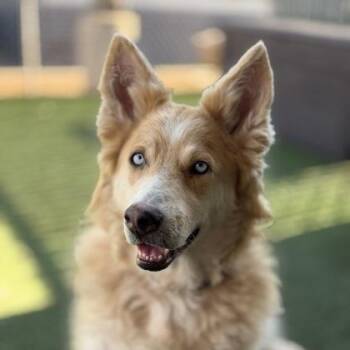 Queenie -  Alaskan Malamute Dog for Adoption in Sacramento, California - Queenie | PetCurious