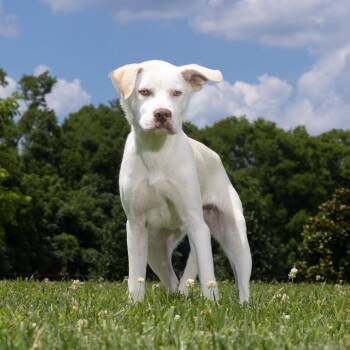 Ferb -  Mixed Breed Dog for Adoption in Franklin, Tennessee - Ferb | PetCurious