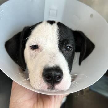 Bo -  Mixed Breed Dog for Adoption in Leander, Texas - Bo | PetCurious