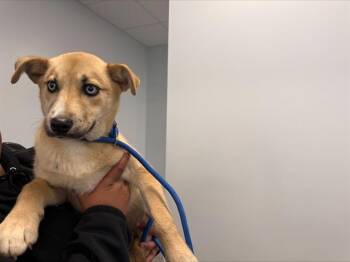 Siberian Husky Dogs Available for Adoption in Charlotte, North Carolina - A1258134 | PetCurious