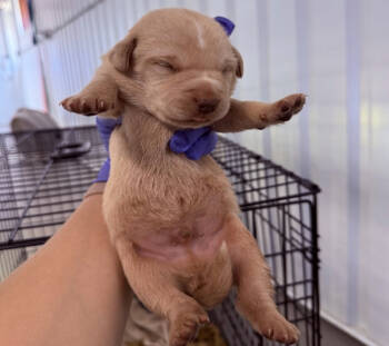 Rescue Wheaten Terrier and Mixed Breed Dogs for Adoption - Yondu | PetCurious