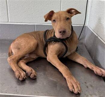 KYLE -  Labrador Retriever and Mixed Breed Dog for Adoption in Corpus Christi, Texas - KYLE | PetCurious