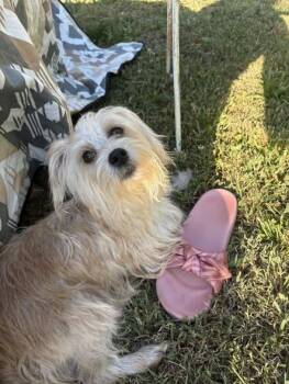 Chihuahua and Yorkshire Terrier Dogs Available for Adoption in Matthews, North Carolina - Fancy | PetCurious