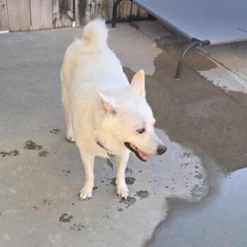 Simba -  Spitz Dog for Adoption in Freeport, Florida - Simba | PetCurious