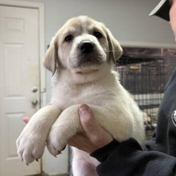 Recess -  Great Pyrenees Dog for Adoption in Columbia, South Carolina - Recess | PetCurious