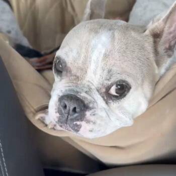 Hazel -  French Bulldog Dog for Adoption in Austin, Texas - Hazel | PetCurious