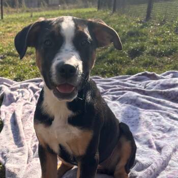 Rescue German Shepherd Dog Dogs for Adoption in York, Pennsylvania - Blink 182 | PetCurious