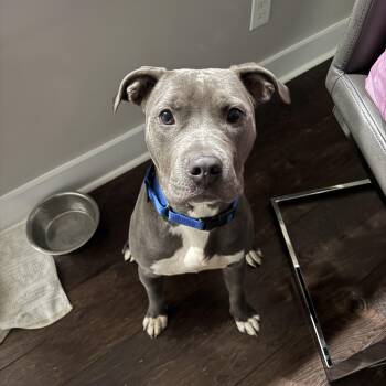 Toretto -  American Staffordshire Terrier and Mixed Breed Dog for Adoption in Rock Hill, South Carolina - Toretto | PetCurious