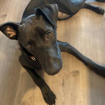 Rosita D70656 -  Labrador Retriever and Mixed Breed Dog for Adoption in Minnetonka, Minnesota - Rosita D70656 | PetCurious