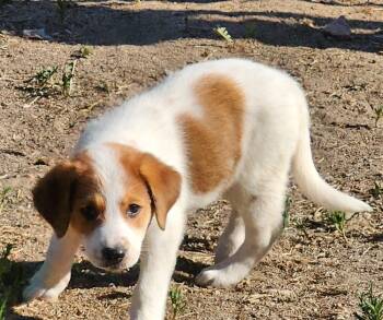 Maya -  Shepherd and Australian Shepherd Dog for Adoption in Colorado Springs, Colorado - Maya | PetCurious