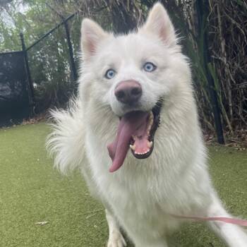 Mixed Breed Dogs Available for Adoption in Sarasota, Florida - Nanook | PetCurious