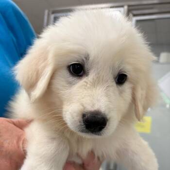 Mystique -  Great Pyrenees Dog for Adoption in Greensboro, Georgia - Mystique | PetCurious
