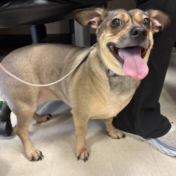 Terrier and Mixed Breed Dogs Available for Adoption - Leandra | PetCurious