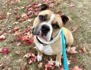 American Bulldog and Mixed Breed Dogs Available for Adoption in Brentwood, Missouri - JUICE | PetCurious