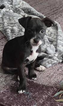 Zoe -  Poodle and Chihuahua Dog for Adoption in New Braunfels, Texas - Zoe | PetCurious