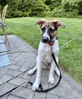 Stubz -  Shepherd Dog for Adoption in Pembroke, Massachusetts - Stubz | PetCurious