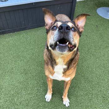 Einstein -  Mixed Breed Dog for Adoption in Greensboro, North Carolina - Einstein | PetCurious