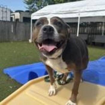 Roxy -  Pit Bull Terrier Dog for Adoption in Hilliard, Ohio - Roxy | PetCurious