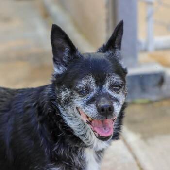 Ethel -  Chihuahua Dog for Adoption in Ojai, California - Ethel | PetCurious