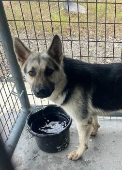 Luke -  German Shepherd Dog Dog for Adoption in Belton, Texas - Luke | PetCurious