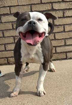 Rescue Pit Bull Terrier Dogs for Adoption in Columbus, Nebraska - Tamara | PetCurious