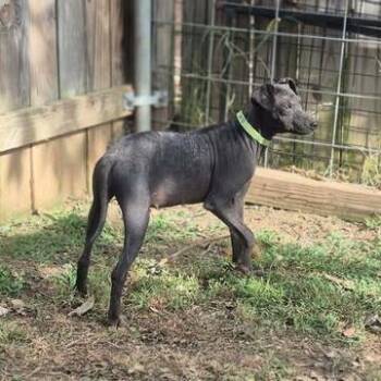 Junebug -  Mixed Breed Dog for Adoption in Dover, Arkansas - Junebug | PetCurious