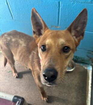 Toby - At shelter -  Shepherd and Cattle Dog Dog for Adoption in Rustburg, Virginia - Toby - At Shelter | PetCurious