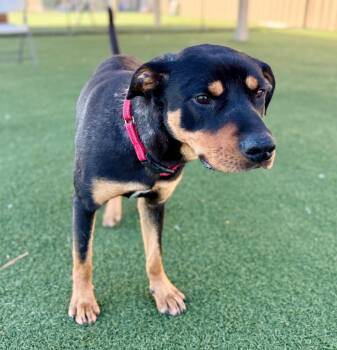 Rottweiler Dogs Available for Adoption - Rufus | PetCurious