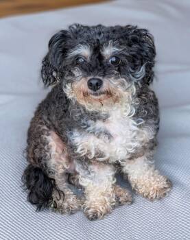 Mona -  Poodle Dog for Adoption in Baton Rouge, Louisiana - Mona | PetCurious