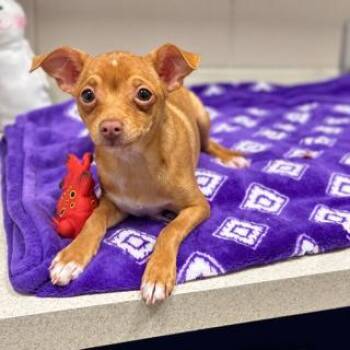 Chihuahua Dogs Available for Adoption in Tifton, Georgia - Darla | PetCurious