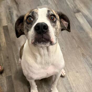 Daisy -  Mixed Breed Dog for Adoption in Sequatchie, Tennessee - Daisy | PetCurious