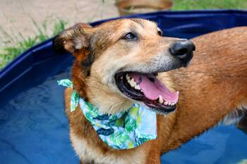 Rescue Shepherd Dogs for Adoption in North Richland Hills, Texas - Gilly | PetCurious