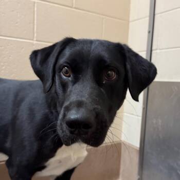 Skunk -  Labrador Retriever and Border Collie Dog for Adoption in Reno, Nevada - Skunk | PetCurious