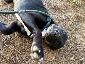 Trudy -  Labrador Retriever Dog for Adoption in Hilton Head Island, South Carolina - Trudy | PetCurious