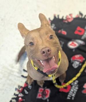 *Ivy* -  Pit Bull Terrier Dog for Adoption in Salt Lake City, Utah - *Ivy* | PetCurious