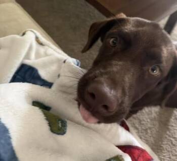 Labrador Retriever Dogs Available for Adoption in Colorado Springs, Colorado - Lucy | PetCurious