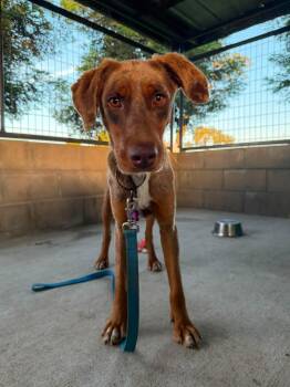 Cowboy -  Catahoula Leopard Dog Dog for Adoption in Lodi, California - Cowboy | PetCurious