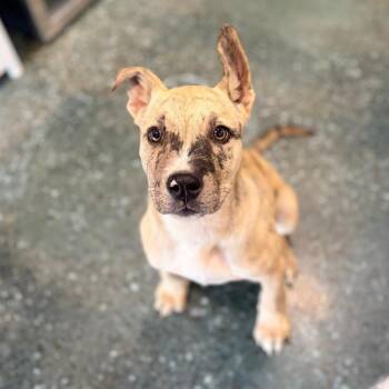 Camo -  Catahoula Leopard Dog Dog for Adoption in Chico, California - Camo | PetCurious