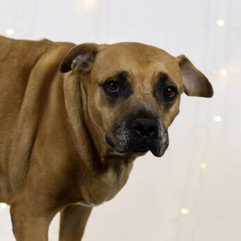 Bailey -  American Bulldog Dog for Adoption in Defuniak Springs, Florida - Bailey | PetCurious