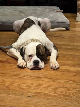 Baby Girl -  American Bulldog Dog for Adoption in New Hope, Pennsylvania - Baby Girl | PetCurious